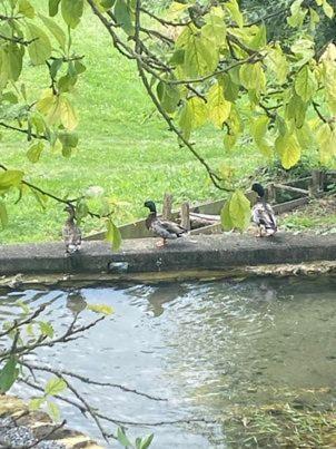 Gite De La Roseraie Villa Ceton Buitenkant foto